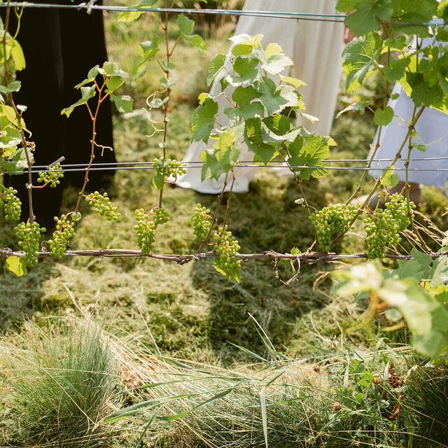 Big Little Wines Summer Preview 13 websize