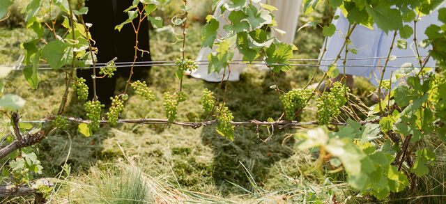 Big Little Wines Summer Preview 13 websize
