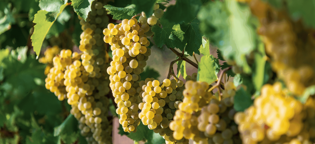 Rieslinggrapes