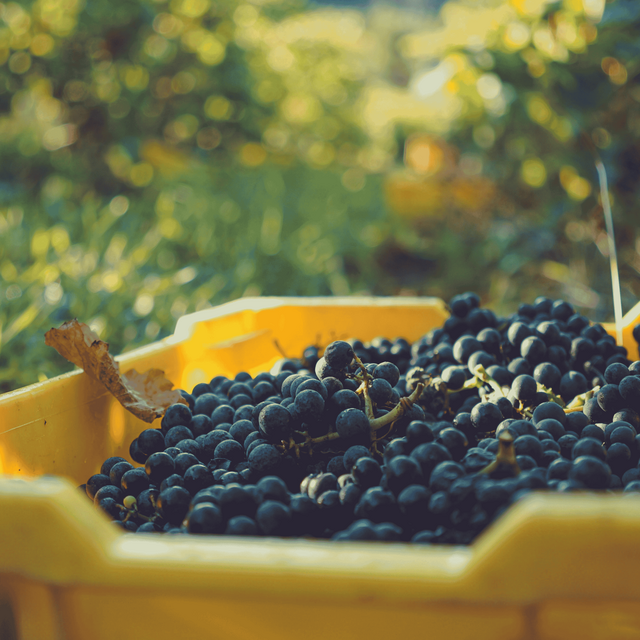 Pinot Noir Grapes in a bin