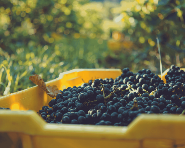 Pinot Noir Grapes in a bin