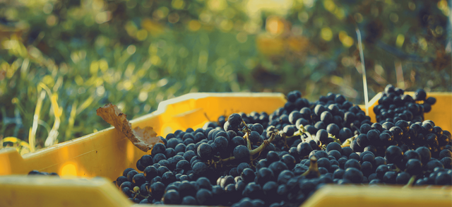 Pinot Noir Grapes in a bin