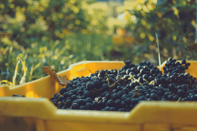 Pinot Noir Grapes in a bin