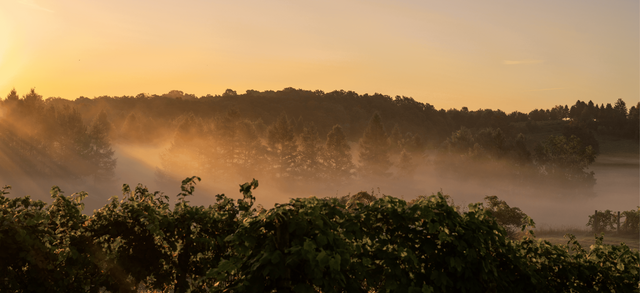 Sunrise over foggy vines